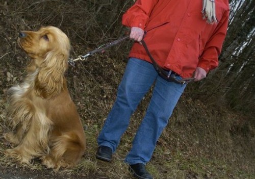Tenir les chiens en laisse du 1er avril au 15 juillet