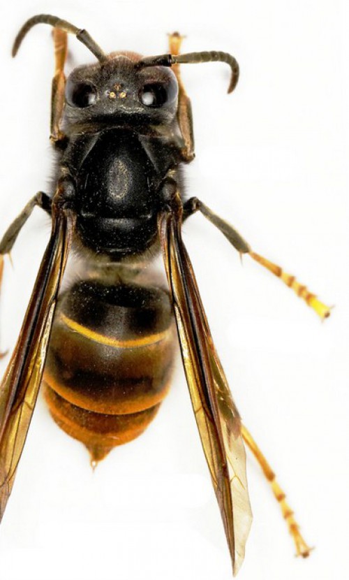 Lutte contre le frelon asiatique