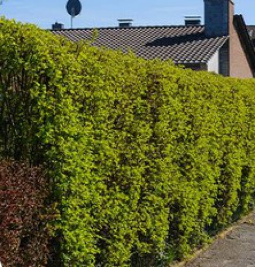 Emondate des haies, élagage des arbres, parcelles incultes